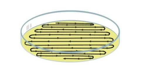 Analyzing the Efficacy of a Cleaning Solution by Swab and Streaking ...